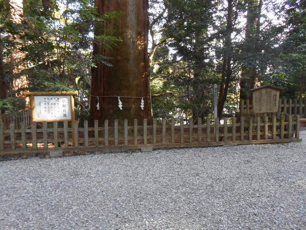 高千穂神社の杉の木.JPG
